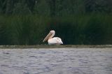 20060523_Roze pelikaan_Oosterschar_2